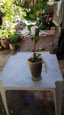 Mudas plantas medicinais - Foto 5