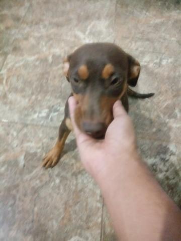 Saiury quer um namorado - Foto 3