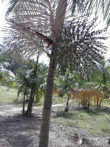 Sítio - Foto 3