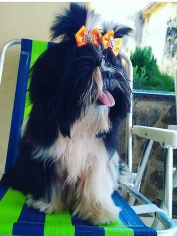 Cachorro raça Shih Tzu - Foto 2