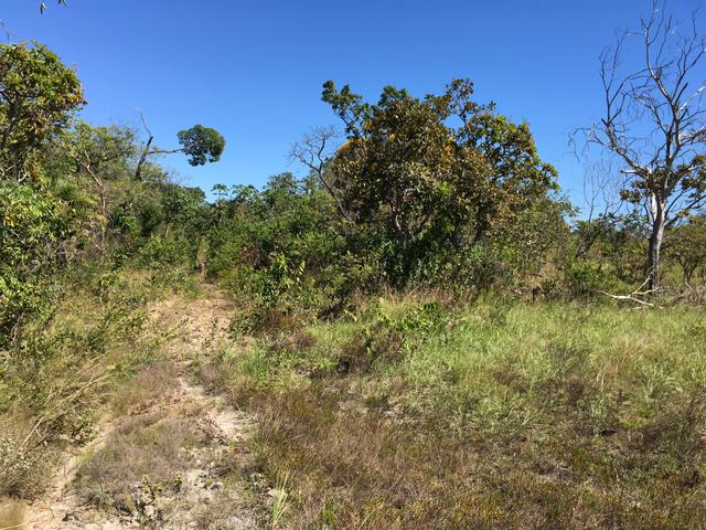 Fazenda Pedro Afonso-TO - Foto 10