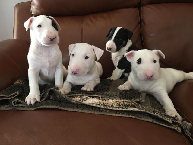 Bull Terrier Inglês somos a unica rede com clinicas veterinarias, chamar what's