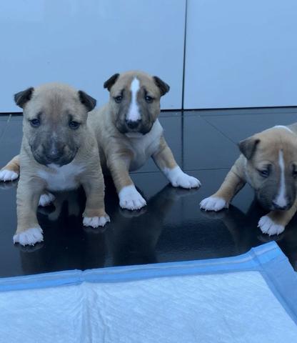 Bull Terrier Inglês somos a unica rede com clinicas veterinarias, chamar what's