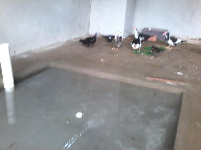Alugo ou Vendo terreno 22x50m, na zona rural de Iranduba - Aluguel R$ 400- Venda R$ 50mil - Foto 11