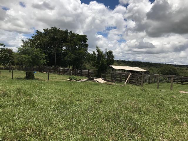 Fazenda 363 hectares - Foto 10