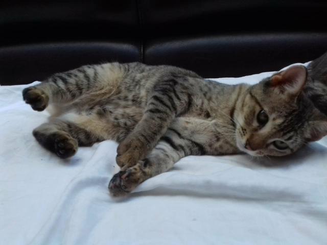 Doação de Gatinho