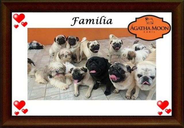 Babys PUGs prontos pra entrega - Foto 3