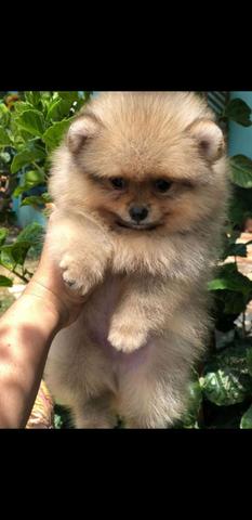 Lindo machinho Disponível - Foto 2