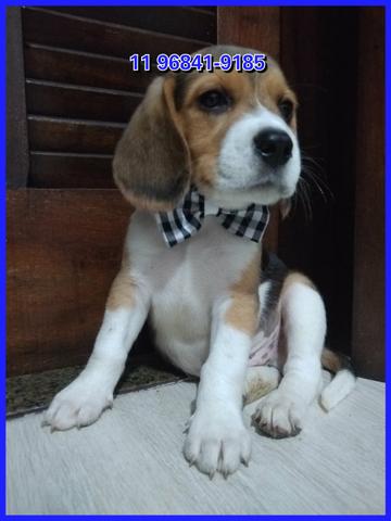 Beagle lindos exemplares a sua espera, fotos originais somos referência no mercado - Foto 3