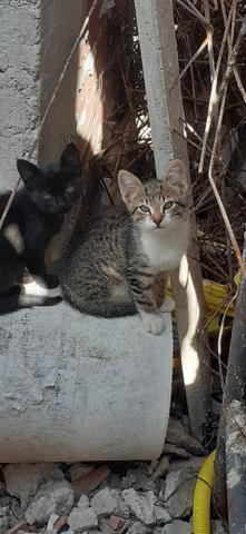 Adoção de gatinhos - Foto 5