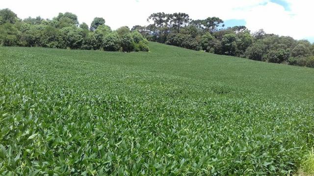 Terreno 15 alqueires