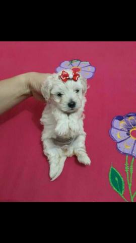 Miniatura de poodle fêmea 100%original