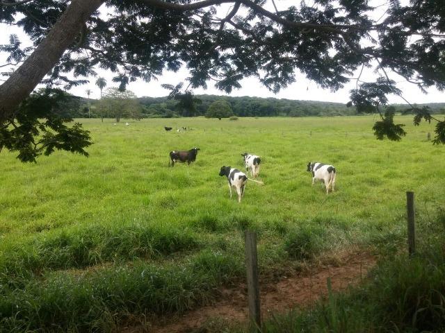 Jequitiba!! Linda fazenda de 33,4 ha WhtsAPP * Guilherme - Foto 7