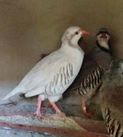 Perdiz Chukar