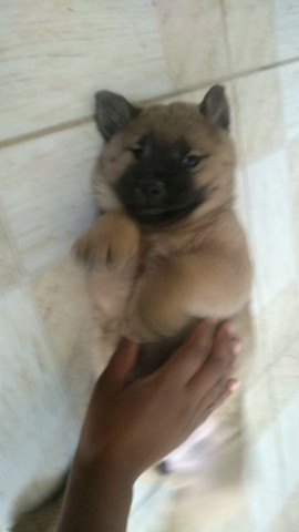 Chow chow - Foto 3