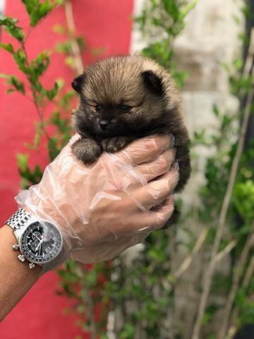 Lulu da pomerania anão com pedigree - Foto 2