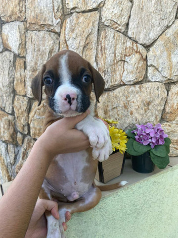 Boxer macho Já disponíveis