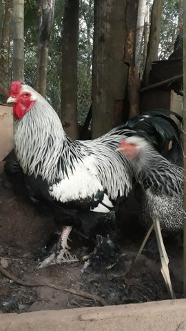 Pintinhos de galinha Brahma dark - Foto 2