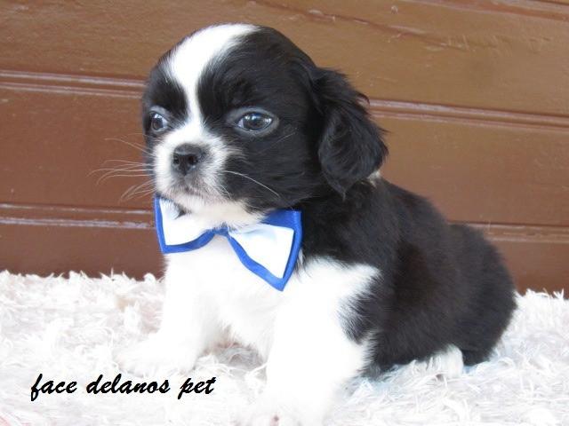 Spaniel tibetanos bebes delanos pet pronta entrega procedência unica ! - Foto 2