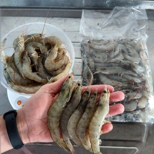 Camarão - Atacado e Varejo