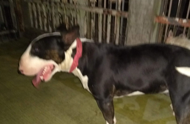 Casal de Bull terrier inglês diferenciados - Foto 4