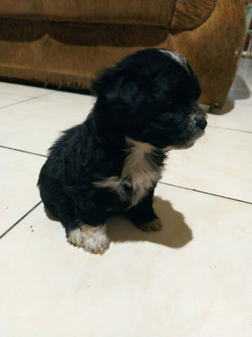 Linda shitzu femia entrego vacinada
