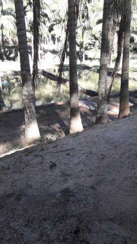 Linda propriedade em marechal Floriano. - Foto 6