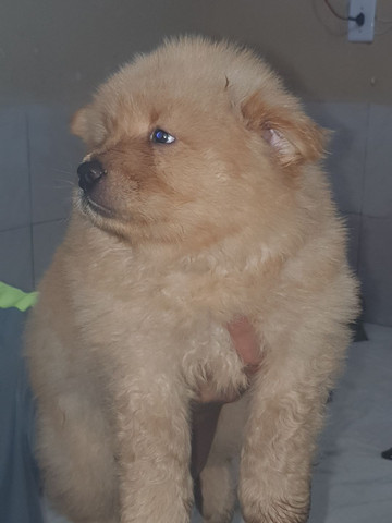 Filhote de Chow chow
