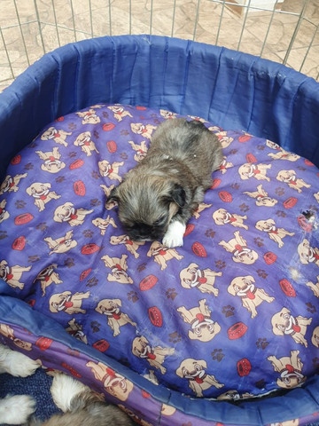 Shihtzu