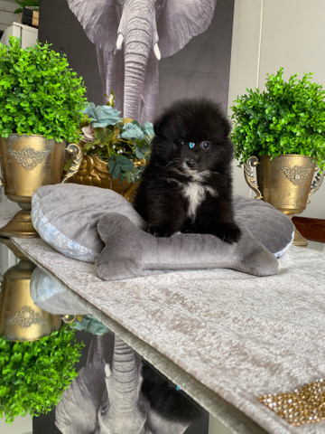 Lulu da pomerania anão macho - Foto 2