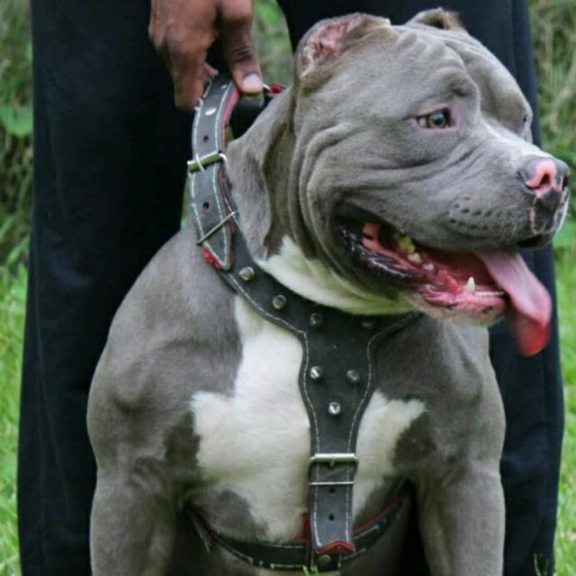 American bully