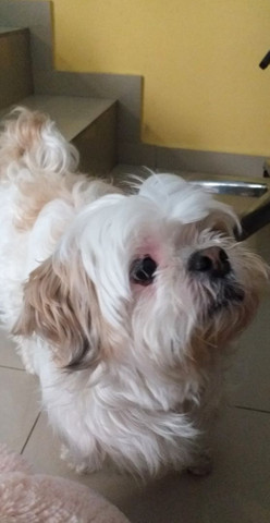 PROCURO UMA NAMORADA RAÇA ILHASA APSO!!! - Foto 4