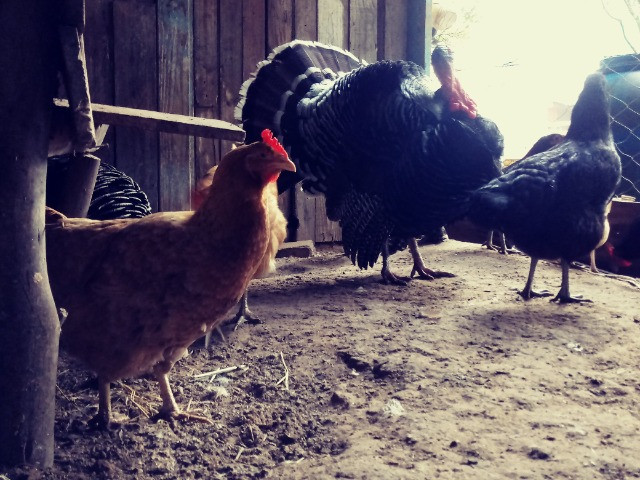 Ovos de perua - Foto 6