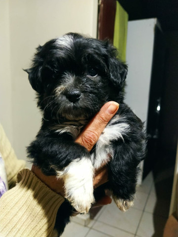 Linda shitzu femia entrego vacinada - Foto 3