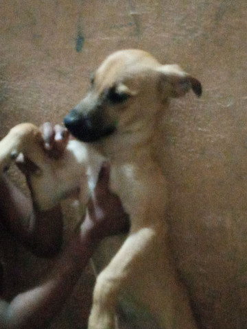 Filhotes fêmeas para doação!!!