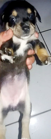 Filhotes de pinscher fêmeas e machos.