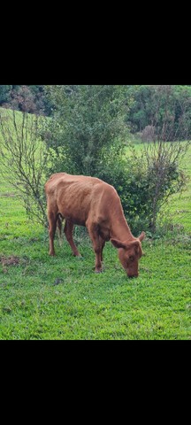 Linda vaca Red Angus