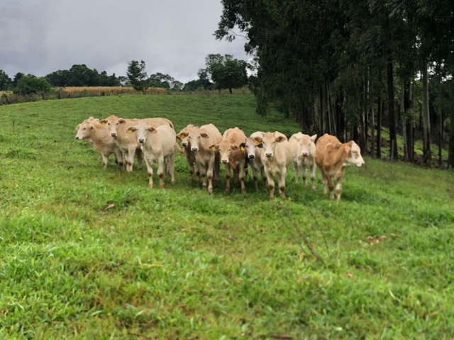 Gado, benzeras, novilhas 