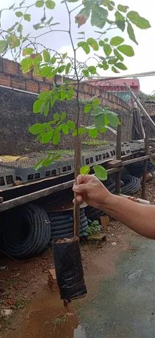 Mudas grandes de Sansão do campo