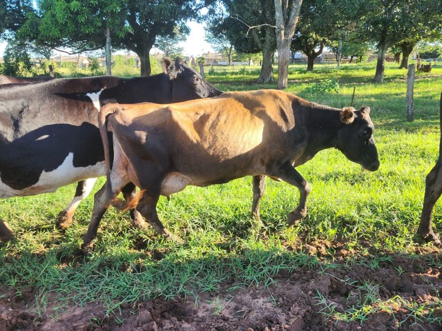 Vacas de Leite 6.500,00