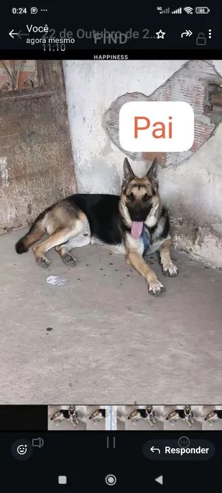 Pastor alemão capa preta - Foto 2