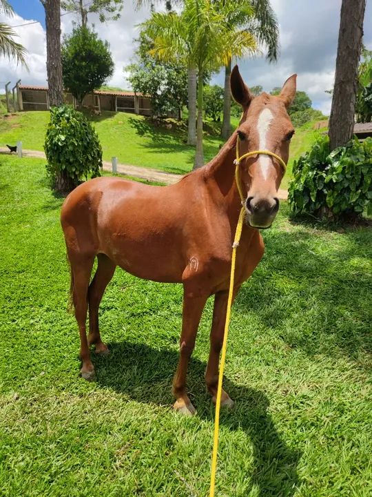 Égua Mangalarga Marchador  - Foto 2