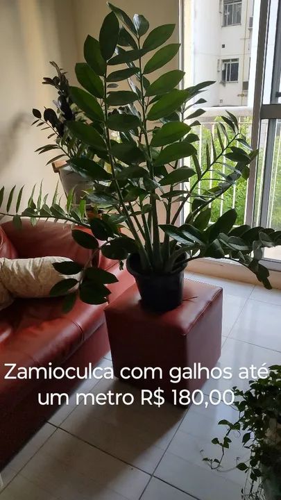 Zamioculca com galhos até um metro
