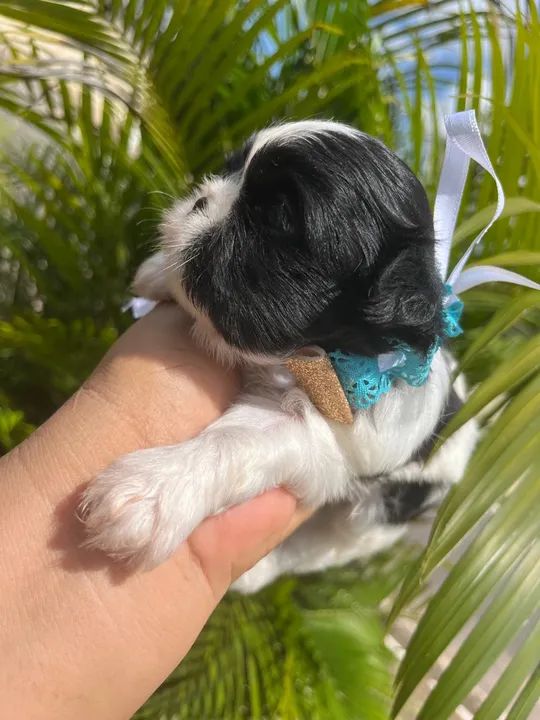 SHIH TZU MACHO  - Foto 4