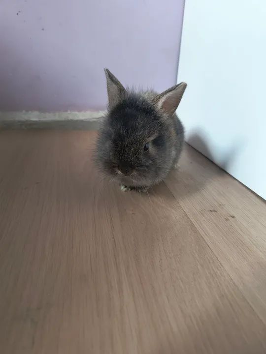 Filhotes de coelho Netherlands 