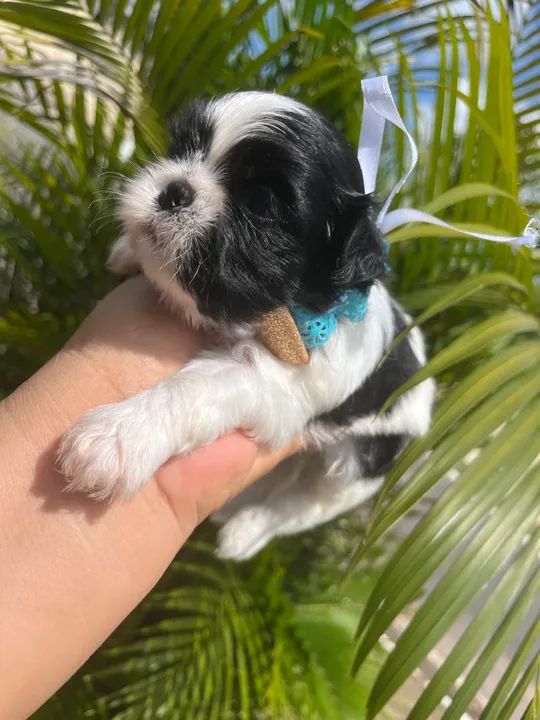 SHIH TZU MACHO  - Foto 3
