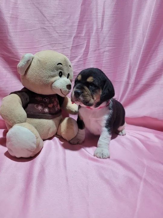 Beagle, Macho e Fêmea. Entrego/Parcelo 12x, Chama no whats!  - Foto 3