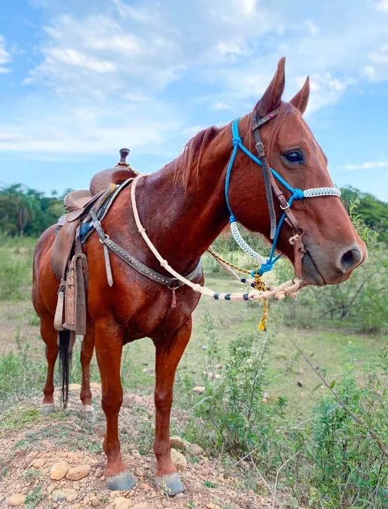 Cavalo Quarto de Milha para venda