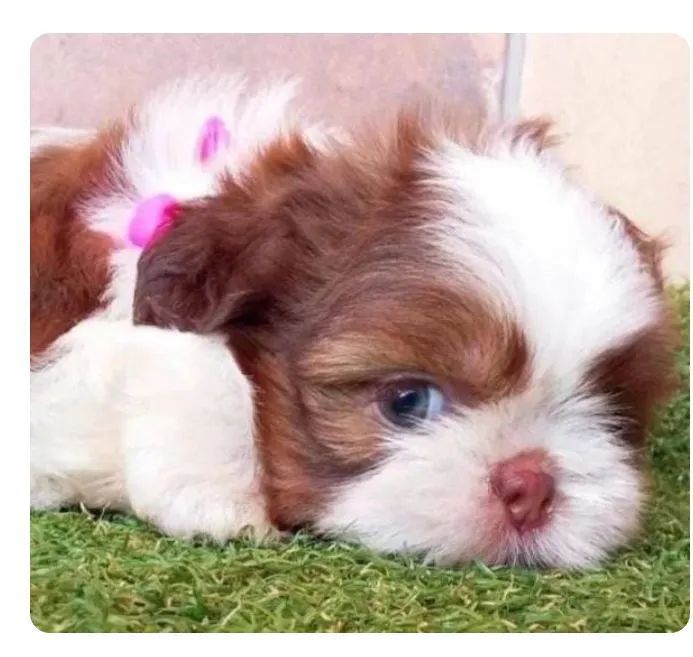 Shitzu femea mini 1390