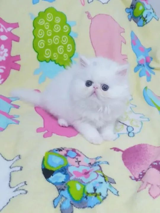 PERSA SHOW Fêmea Branca - (2 Meses) - Foto 3